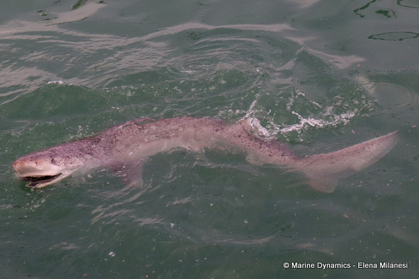 Broadnose sevengill shark, South Africa 